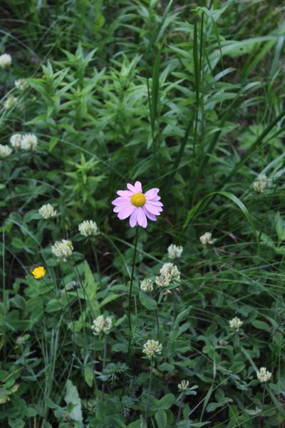 Tanacetum coccineum, photographed by Dmitriy Bochkov