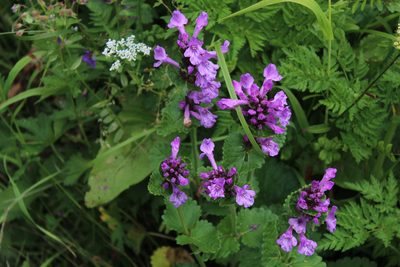 Betonica macrantha, photographed by Dmitriy Bochkov