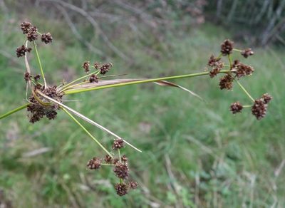 Scirpus georgianus, photographed by agujaceratops