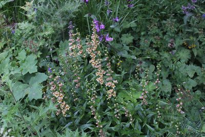 Digitalis ciliata, photographed by Dmitriy Bochkov