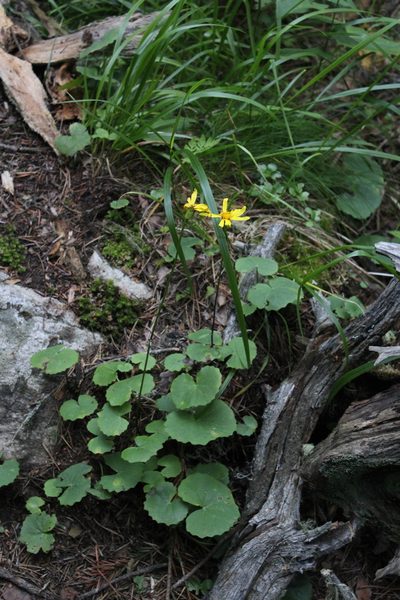 Dolichorrhiza renifolia, photographed by Dmitriy Bochkov
