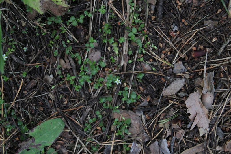 Arenaria rotundifolia, photographed by Dmitriy Bochkov
