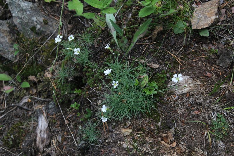 Cherleria circassica, photographed by Dmitriy Bochkov
