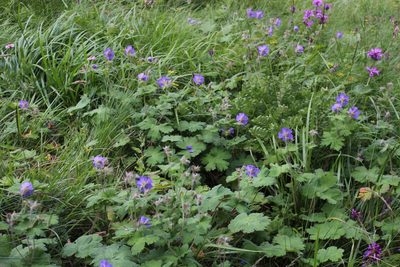 Geranium platypetalum, photographed by Dmitriy Bochkov