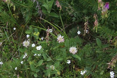 Trifolium ambiguum, photographed by Dmitriy Bochkov