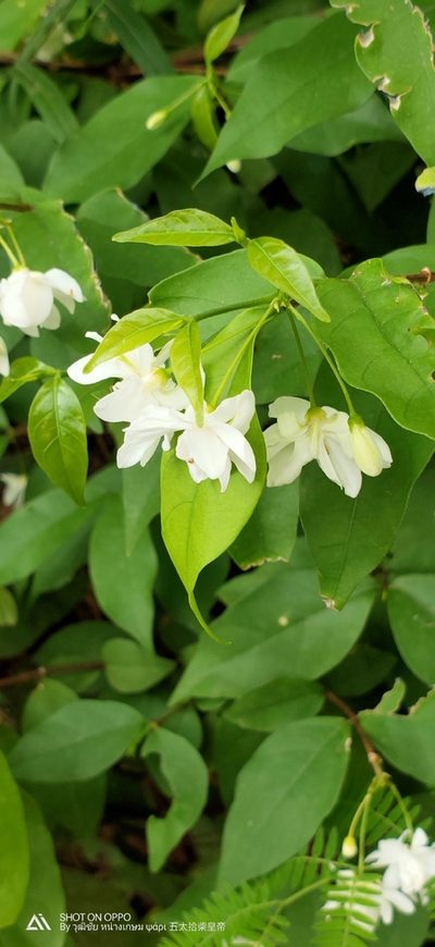 Wrightia religiosa, photographed by Wutthichayapartith Rasvara Nangkasamarinile
