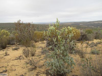 Leucadendron procerum, photographed by Chris Vynbos