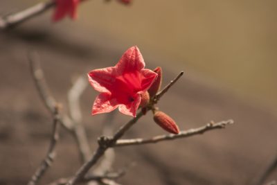 Brachychiton bidwillii, photographed by Tony Eales