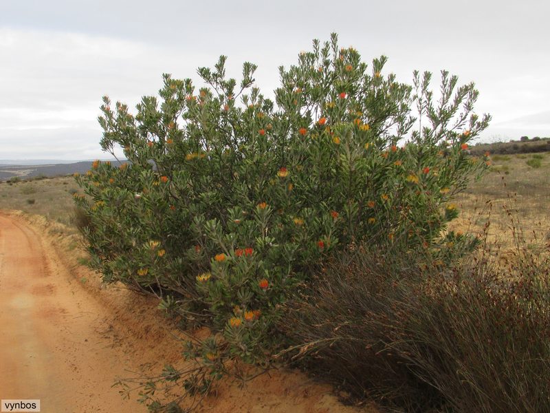 Leucospermum praemorsum, photographed by Chris Vynbos