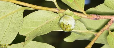 Diospyros lotus, photographed by Kim, Hyun-tae