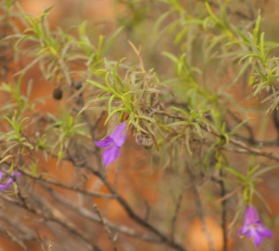 Eremophila gilesii, photographed by Tony Eales