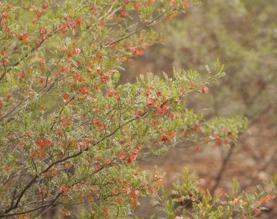 Dodonaea boroniifolia, photographed by Tony Eales