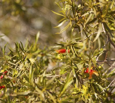Eremophila duttonii, photographed by Tony Eales