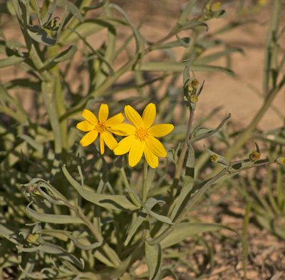 Senecio gregorii, photographed by Tony Eales