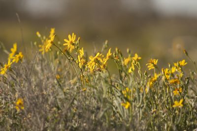 Senecio gregorii, photographed by Tony Eales