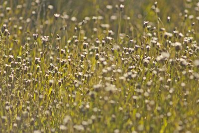 Rhodanthe stricta, photographed by Tony Eales