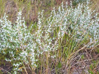 Sclerolaena bicornis, photographed by Tony Eales