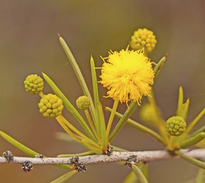 Acacia tetragonophylla, photographed by Tony Eales
