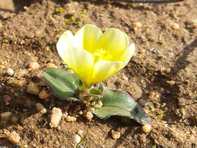 Moraea luteoalba, photographed by Chris Vynbos