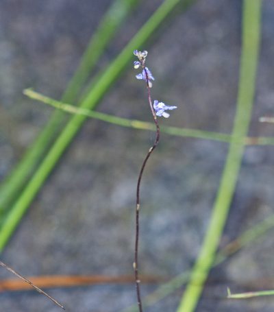 Utricularia biloba, photographed by Tony Eales