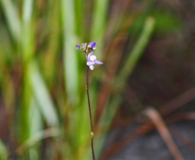 Utricularia biloba, photographed by Tony Eales