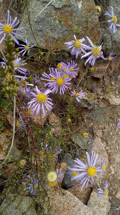 Kalimeris tatarica, photographed by Mikhail Nevsky