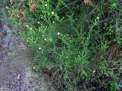 Polyarrhena reflexa, photographed by Chris Vynbos