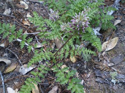 Pedicularis dudleyi, photographed by Adam Wachtel