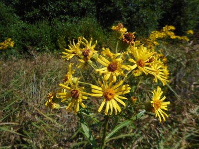 Jacobaea paludosa, photographed by Eugene Popov