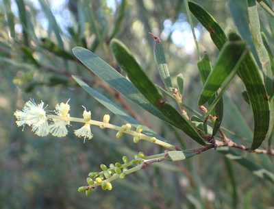 Acacia mucronata, photographed by corunastylis