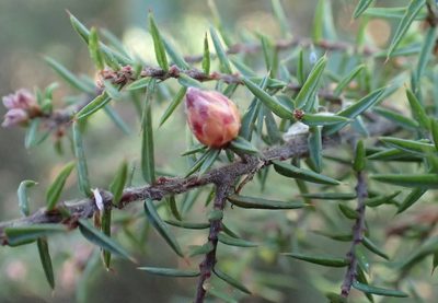 Pultenaea juniperina, photographed by corunastylis