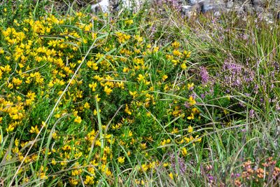 Ulex gallii, photographed by Shawn O'Donnell