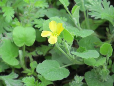Oxalis dichondrifolia, photographed by johnyochum