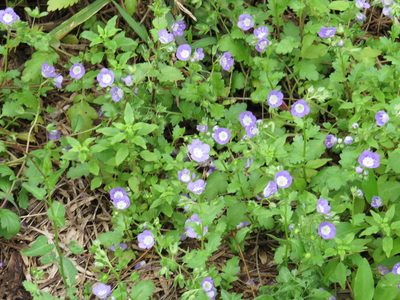 Phacelia patuliflora, photographed by johnyochum