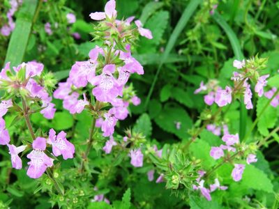 Stachys drummondii, photographed by johnyochum