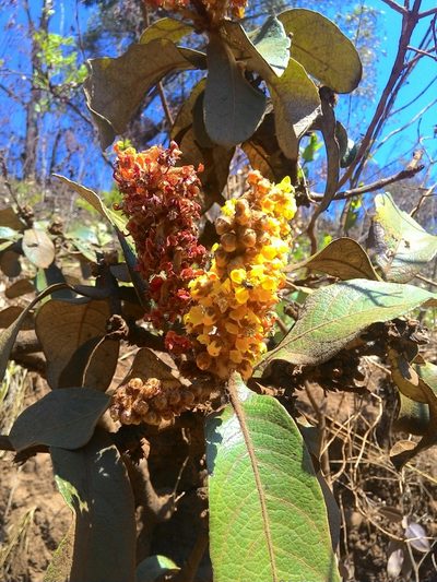 Byrsonima verbascifolia, photographed by Giovanni Marques de Castro