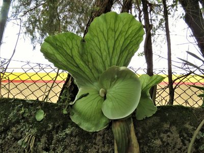Platycerium elephantotis, photographed by Annika Lindqvist