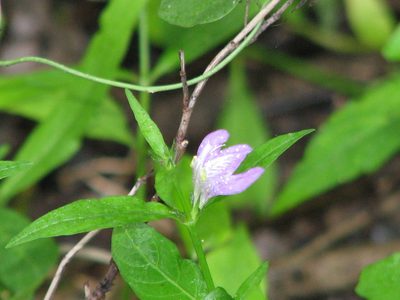 Justicia pacifica, photographed by johnyochum