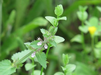 Stachys eremicola, photographed by johnyochum