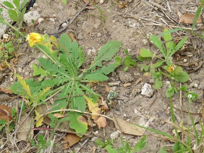 Oenothera grandis, photographed by johnyochum
