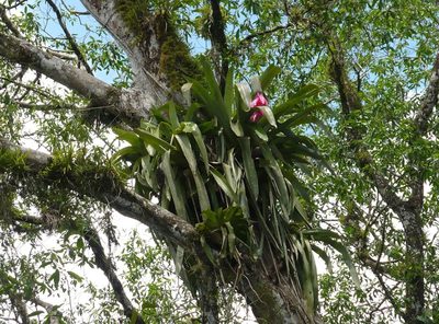 Aechmea mariae-reginae, photographed by Paul Prior