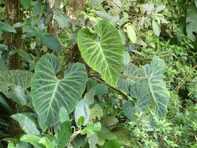 Philodendron verrucosum, photographed by Paul Prior