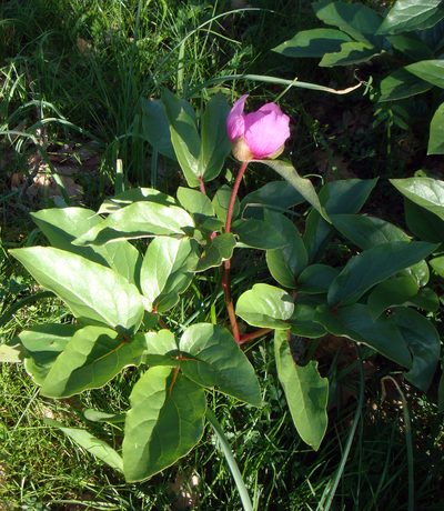 Paeonia corsica, photographed by Peter de Lange