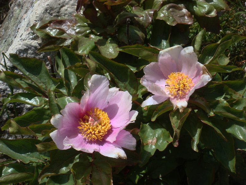 Paeonia corsica, photographed by Peter de Lange
