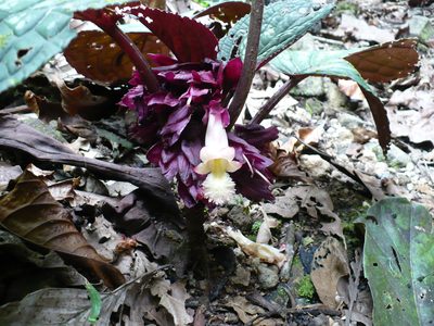 Drymonia turrialvae, photographed by Paul Prior