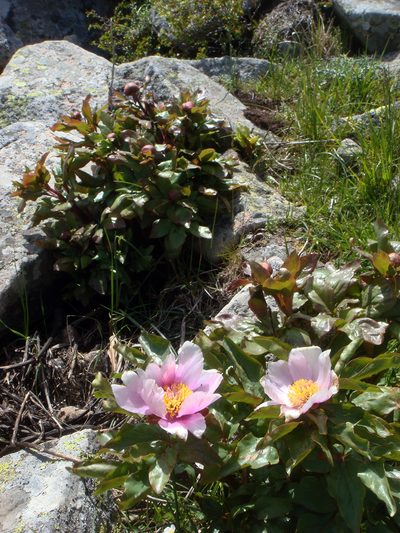 Paeonia corsica, photographed by Peter de Lange