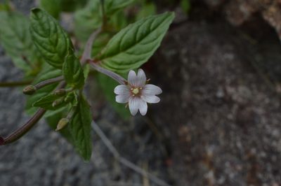 Epilobium roseum, photographed by Irene Saltini