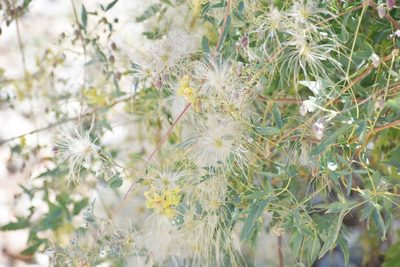 Clematis orientalis, photographed by Kudaibergen Amirekul