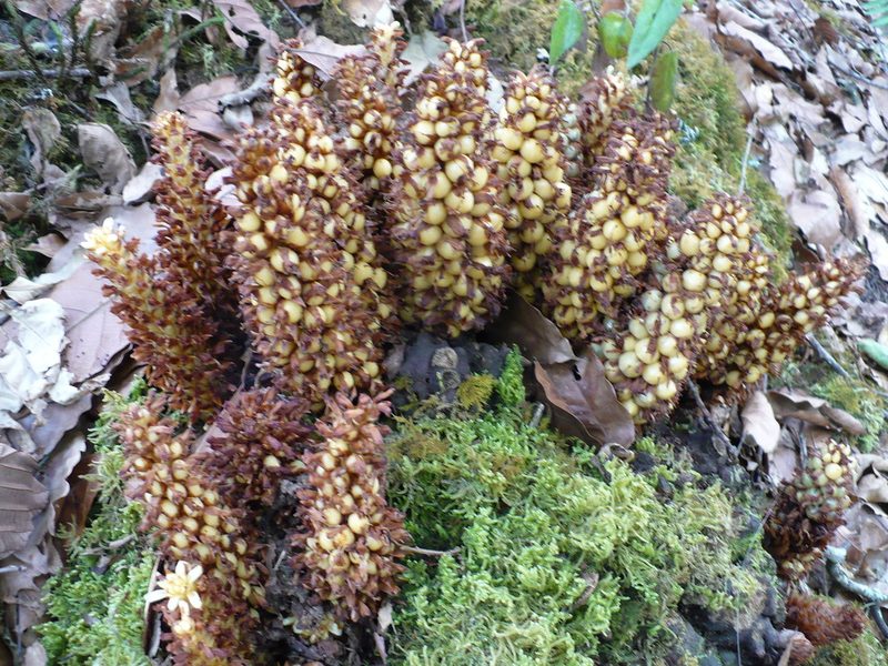 Conopholis panamensis, photographed by Paul Prior