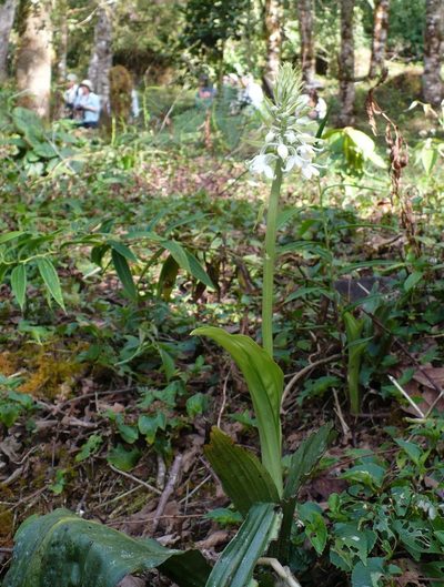 Calanthe calanthoides, photographed by Paul Prior